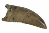 Serrated, Tyrannosaur Tooth - Judith River Formation, Montana #93117-1